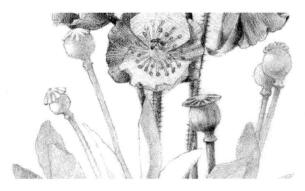 蓝罂粟的素描逐个细化画法步骤05