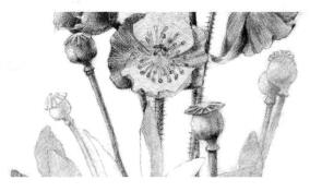 蓝罂粟的素描逐个细化画法步骤06