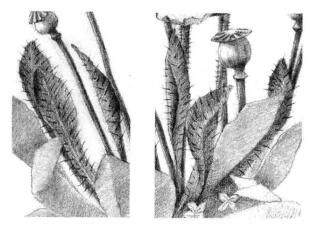 蓝罂粟的素描逐个细化画法步骤09