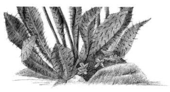 蓝罂粟的素描逐个细化画法步骤10