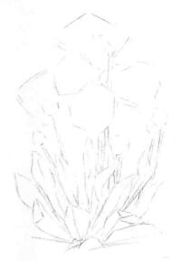 蓝罂粟的素描画线稿画法步骤02