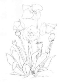 蓝罂粟的素描画线稿画法步骤04