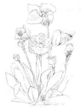 蓝罂粟的素描铺大色画法步骤01