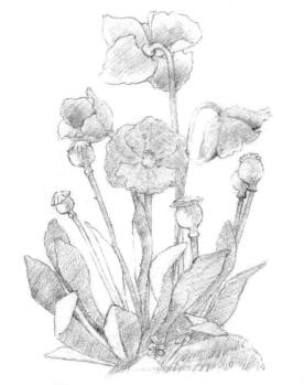 蓝罂粟的素描铺大色画法步骤02