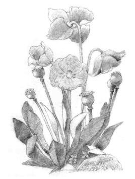 蓝罂粟的素描铺大色画法步骤03