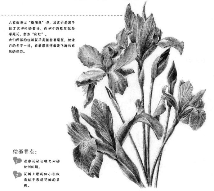 蓝鸢尾的素描画法