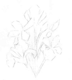 蓝鸢尾的素描画线稿画法步骤03
