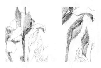 蓝鸢尾的素描铺大色画法步骤03