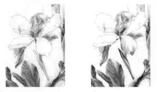 蓝鸢尾的素描逐个细化画法步骤02