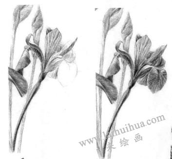 蓝鸢尾的素描逐个细化画法步骤05