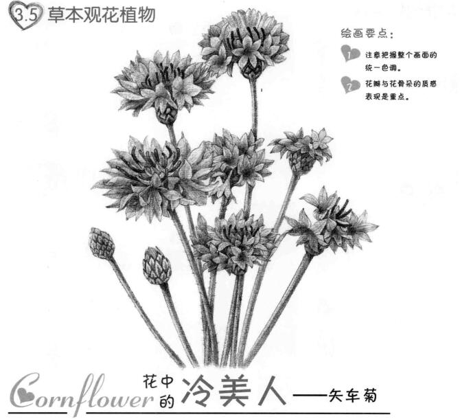 矢车菊的素描画法