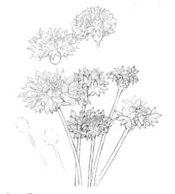矢车菊的素描画线稿画法步骤03