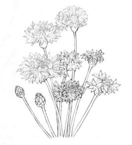 矢车菊的素描画线稿画法步骤04