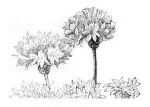 矢车菊的素描铺大色画法步骤02