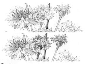 矢车菊的素描铺大色画法步骤03