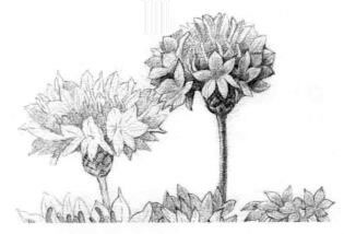 矢车菊的素描逐个细化画法步骤01