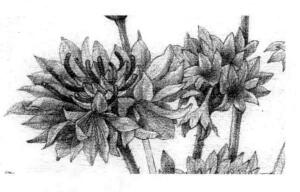 矢车菊的素描逐个细化画法步骤06