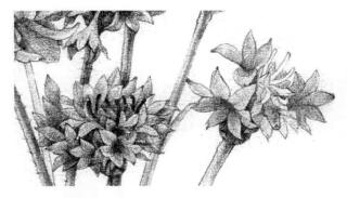 矢车菊的素描逐个细化画法步骤09