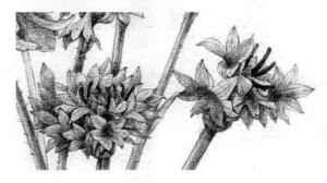 矢车菊的素描逐个细化画法步骤10