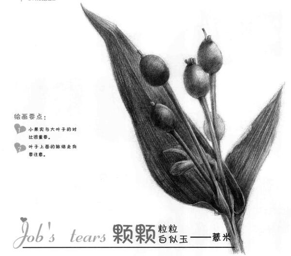 薏苡的素描画法
