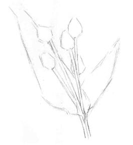 薏米的素描画法，薏苡的素描画法步骤02，画线稿