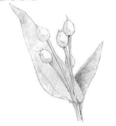 薏米的素描画法，薏苡的素描画法步骤01，铺大色