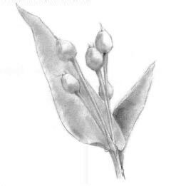 薏米的素描画法，薏苡的素描画法步骤02，铺大色