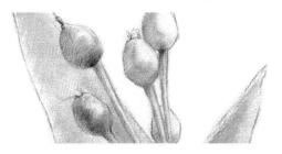 薏米的素描画法，薏苡的素描画法步骤03，铺大色