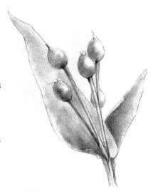 薏米的素描画法，薏苡的素描画法步骤04，铺大色