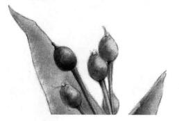 薏米的素描画法，薏苡的素描画法步骤05，铺大色
