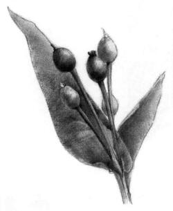 薏米的素描画法，薏苡的素描画法步骤06，铺大色