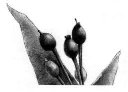 薏米的素描画法，薏苡的素描画法步骤07，铺大色