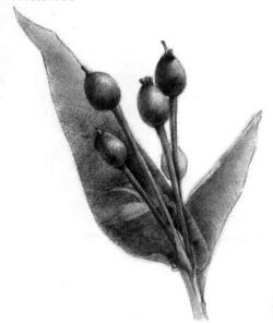 薏米的素描画法，薏苡的素描画法步骤08，铺大色