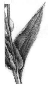 薏米的素描画法，薏苡的素描画法步骤01，逐个细化