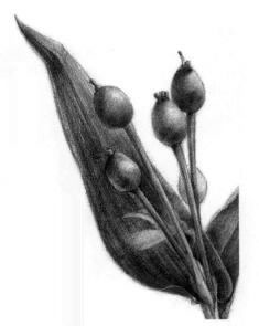 薏米的素描画法，薏苡的素描画法步骤02，铺大色