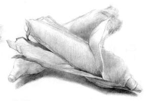 玉米的素描画法步骤02，铺大色