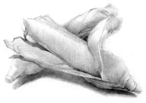 玉米的素描画法步骤03，铺大色
