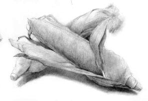 玉米的素描画法步骤04，铺大色