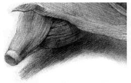 玉米的素描画法步骤05，逐个细化