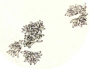 团扇菊花的画法步骤01，范例一