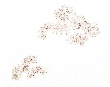团扇菊花的画法步骤02，范例二