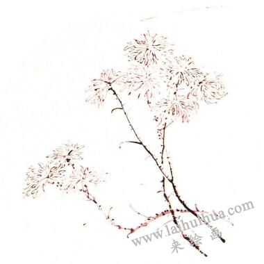 团扇菊花的画法步骤03，范例三
