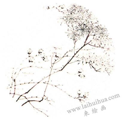 团扇菊花的画法步骤02，范例四
