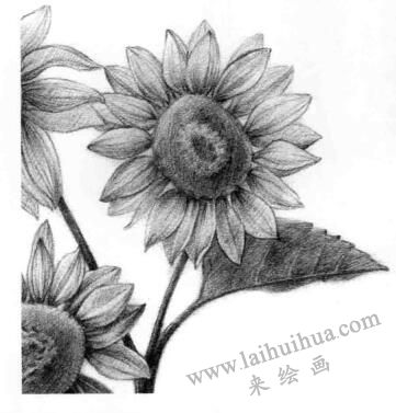 葵花的素描画法步骤09，逐个细化