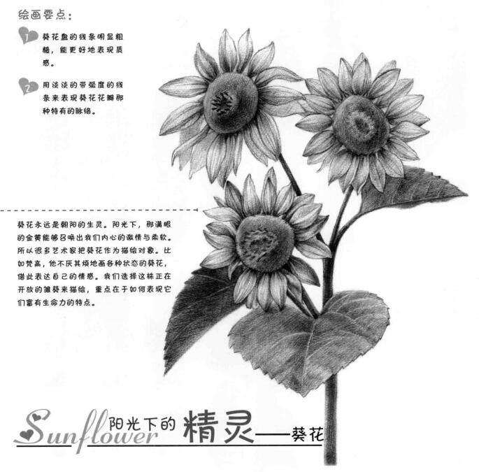 葵花的素描画法