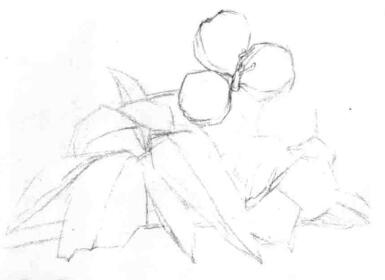 山核桃的素描画法步骤03，画线稿