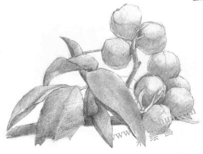 山核桃的素描画法步骤03，铺大色