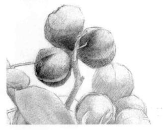 山核桃的素描画法步骤02，逐个细化