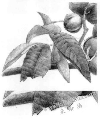 山核桃的素描画法步骤06，逐个细化