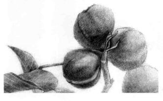 山核桃的素描画法步骤09，逐个细化